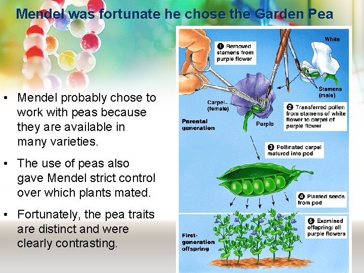 Mendel was fortunate he chose the Garden Pea • Mendel probably chose to work