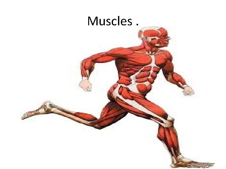 Muscles. 