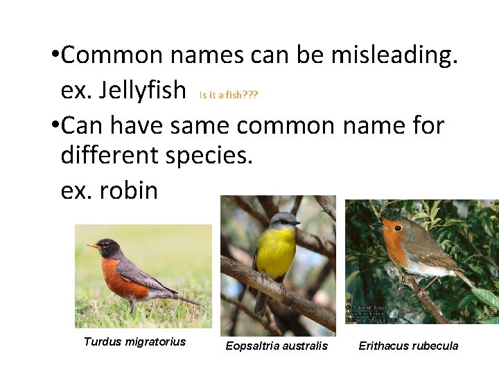  • Common names can be misleading. ex. Jellyfish • Can have same common