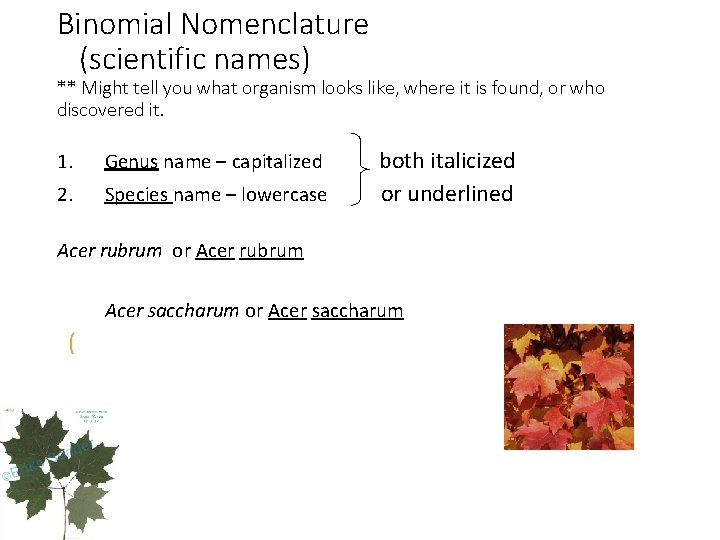 Binomial Nomenclature (scientific names) ** Might tell you what organism looks like, where it