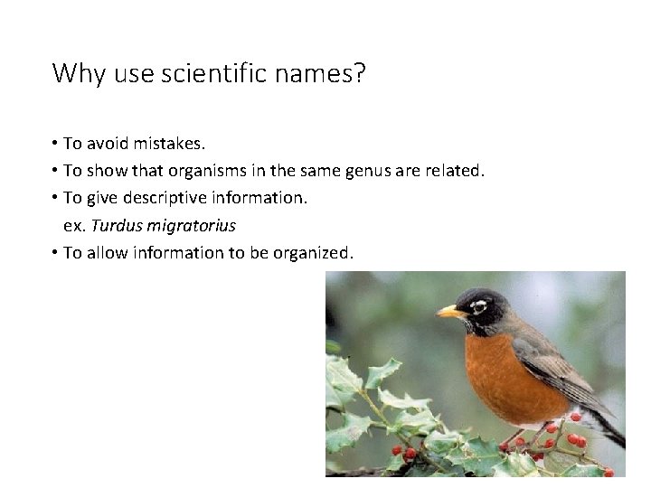 Why use scientific names? • To avoid mistakes. • To show that organisms in