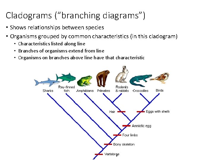 Cladograms (“branching diagrams”) • Shows relationships between species • Organisms grouped by common characteristics