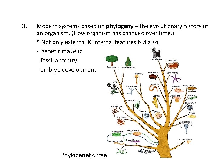 3. Modern systems based on phylogeny – the evolutionary history of an organism. (How