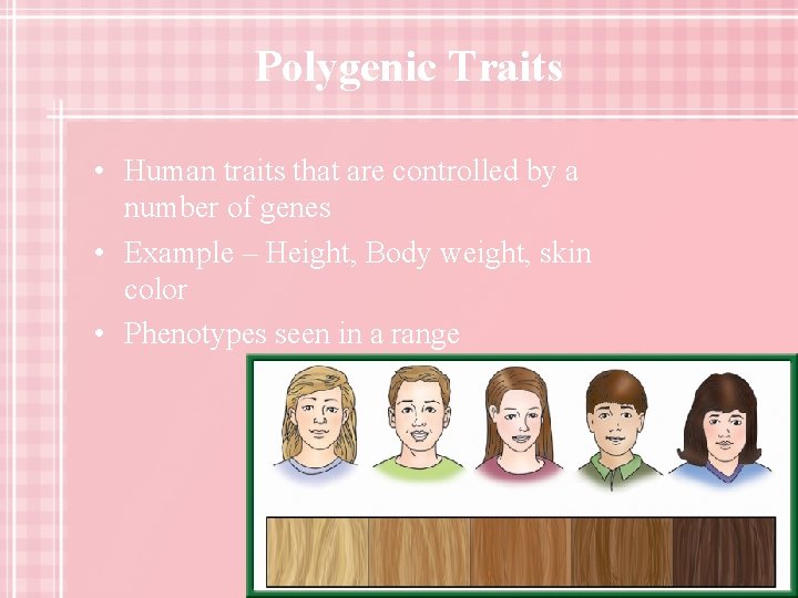 Polygenic Traits • Human traits that are controlled by a number of genes •