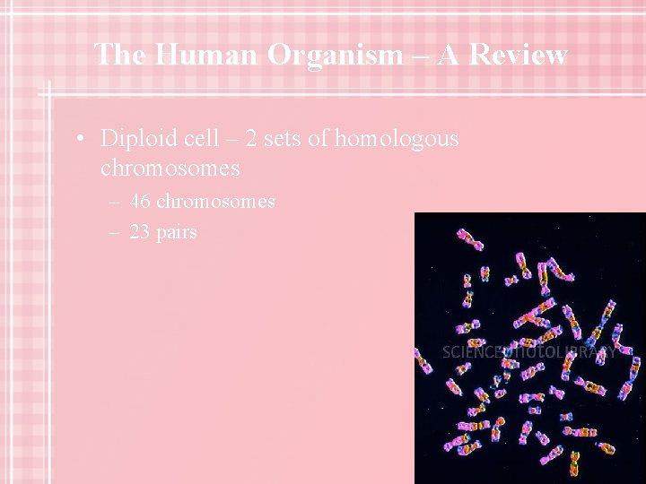 The Human Organism – A Review • Diploid cell – 2 sets of homologous