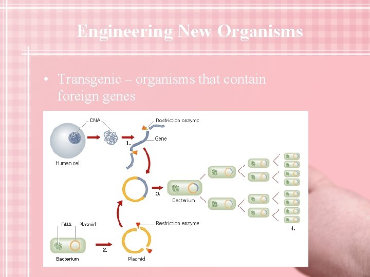 Engineering New Organisms • Transgenic – organisms that contain foreign genes 