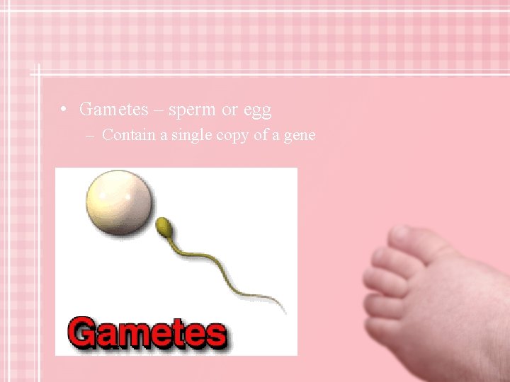  • Gametes – sperm or egg – Contain a single copy of a