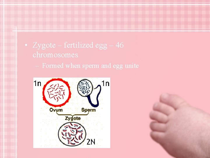  • Zygote – fertilized egg – 46 chromosomes – Formed when sperm and