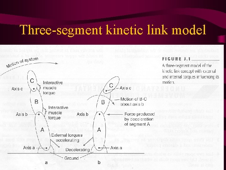 Three-segment kinetic link model Three-segment kinetic link model
