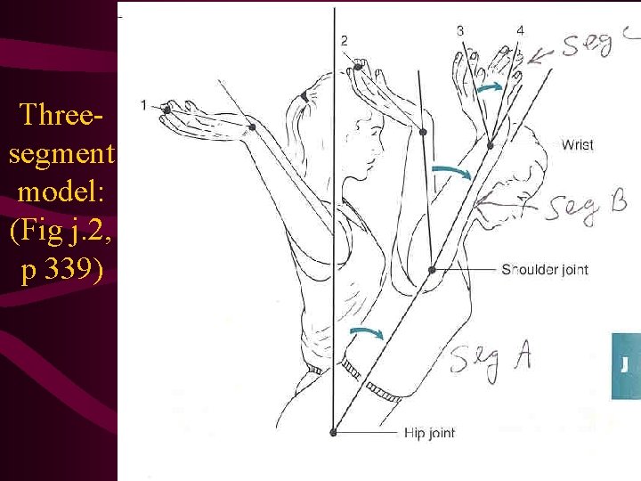 Threesegment model: (Fig j. 2, p 339) Threesegment model: (Fig j. 2, p 339)