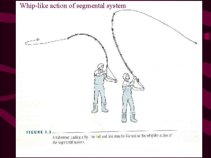 Whip-like action of segmental system Whip-like action of segmental system