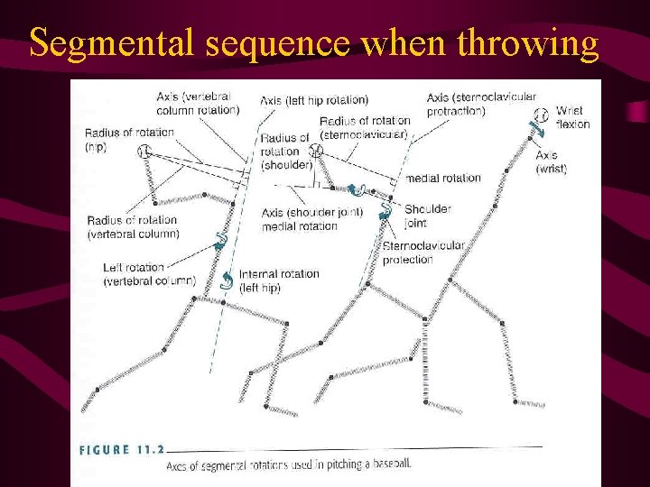 Segmental sequence when throwing Segmental sequence when throwing