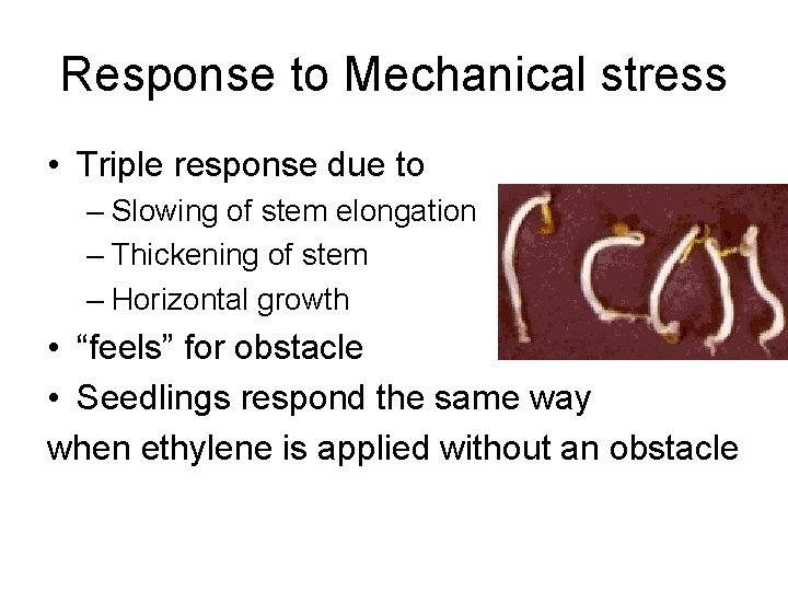 Response to Mechanical stress • Triple response due to – Slowing of stem elongation