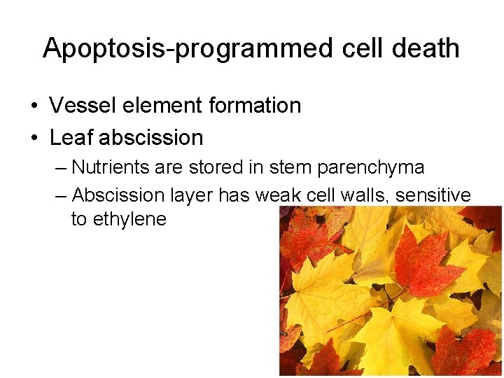 Apoptosis-programmed cell death • Vessel element formation • Leaf abscission – Nutrients are stored