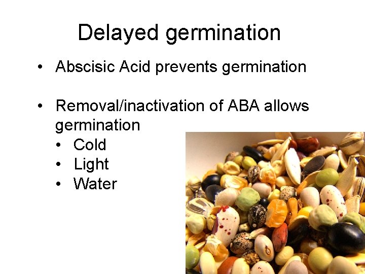 Delayed germination • Abscisic Acid prevents germination • Removal/inactivation of ABA allows germination •