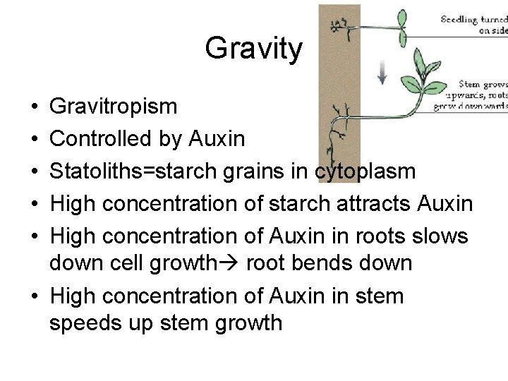 Gravity • • • Gravitropism Controlled by Auxin Statoliths=starch grains in cytoplasm High concentration