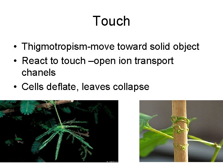 Touch • Thigmotropism-move toward solid object • React to touch –open ion transport chanels