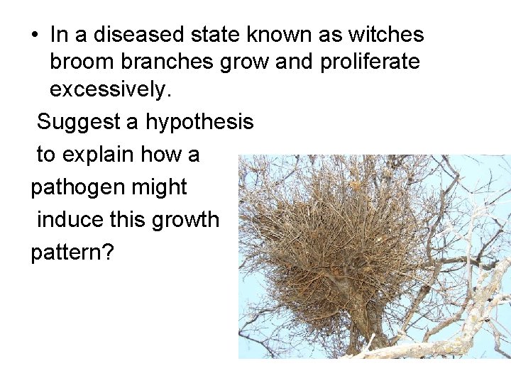  • In a diseased state known as witches broom branches grow and proliferate