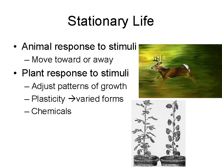 Stationary Life • Animal response to stimuli – Move toward or away • Plant