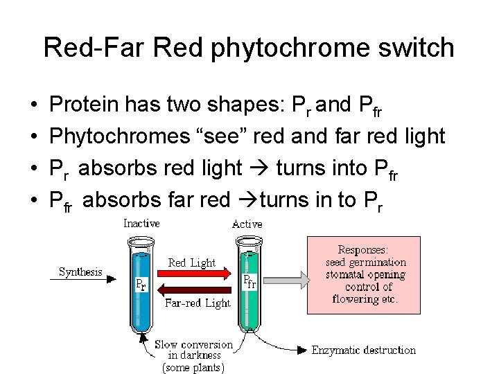 Red-Far Red phytochrome switch • • Protein has two shapes: Pr and Pfr Phytochromes