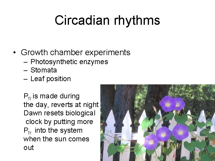 Circadian rhythms • Growth chamber experiments – Photosynthetic enzymes – Stomata – Leaf position