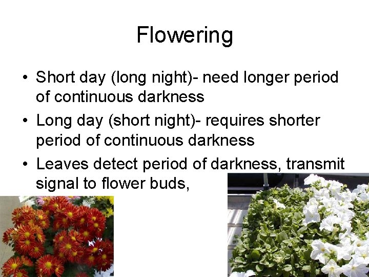 Flowering • Short day (long night)- need longer period of continuous darkness • Long