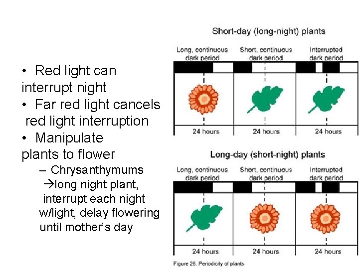  • Red light can interrupt night • Far red light cancels red light