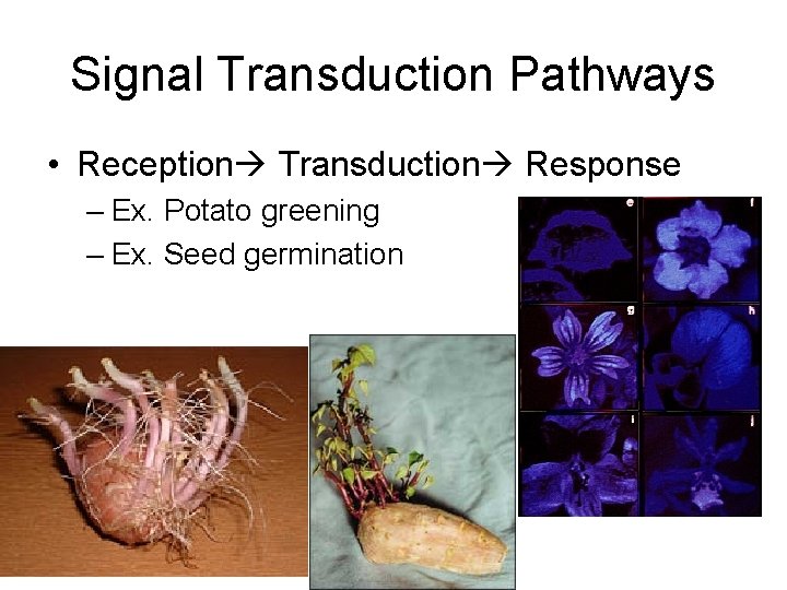 Signal Transduction Pathways • Reception Transduction Response – Ex. Potato greening – Ex. Seed