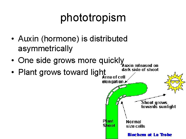 phototropism • Auxin (hormone) is distributed asymmetrically • One side grows more quickly •