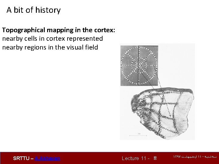 A bit of history Topographical mapping in the cortex: nearby cells in cortex represented