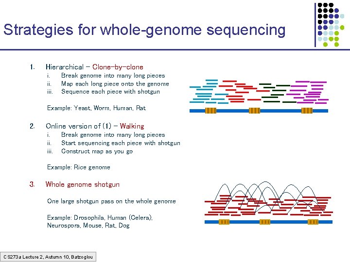 Strategies for whole-genome sequencing 1. Hierarchical – Clone-by-clone i. iii. Break genome into many