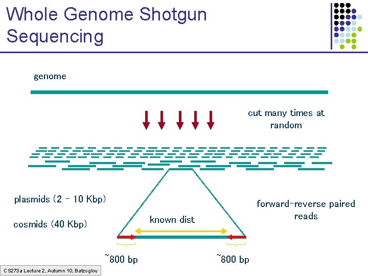 Whole Genome Shotgun Sequencing genome cut many times at random plasmids (2 – 10