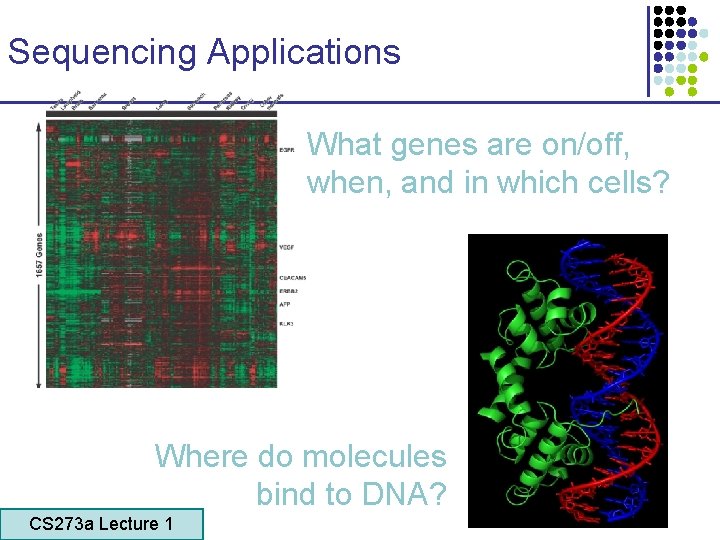 Sequencing Applications What genes are on/off, when, and in which cells? Where do molecules