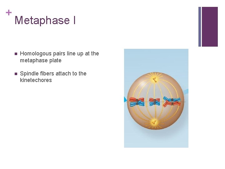 + Metaphase I n Homologous pairs line up at the metaphase plate n Spindle