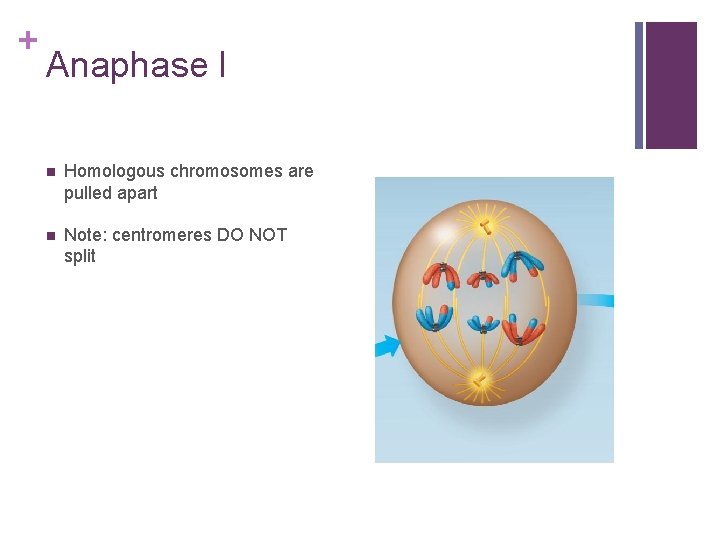 + Anaphase I n Homologous chromosomes are pulled apart n Note: centromeres DO NOT