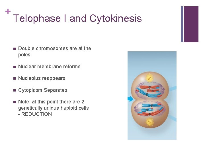 + Telophase I and Cytokinesis n Double chromosomes are at the poles n Nuclear