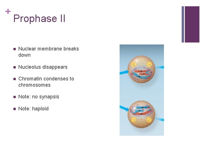 + Prophase II n Nuclear membrane breaks down n Nucleolus disappears n Chromatin condenses