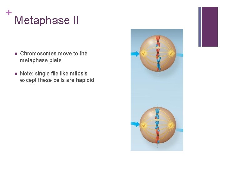 + Metaphase II n Chromosomes move to the metaphase plate n Note: single file