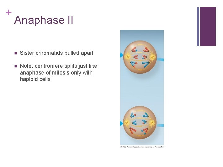 + Anaphase II n Sister chromatids pulled apart n Note: centromere splits just like