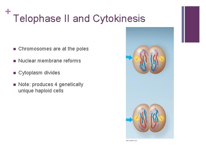 + Telophase II and Cytokinesis n Chromosomes are at the poles n Nuclear membrane