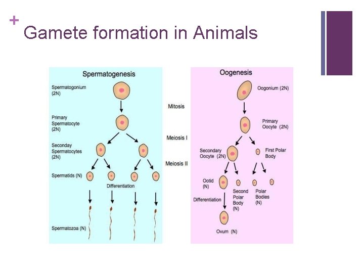 + Gamete formation in Animals 