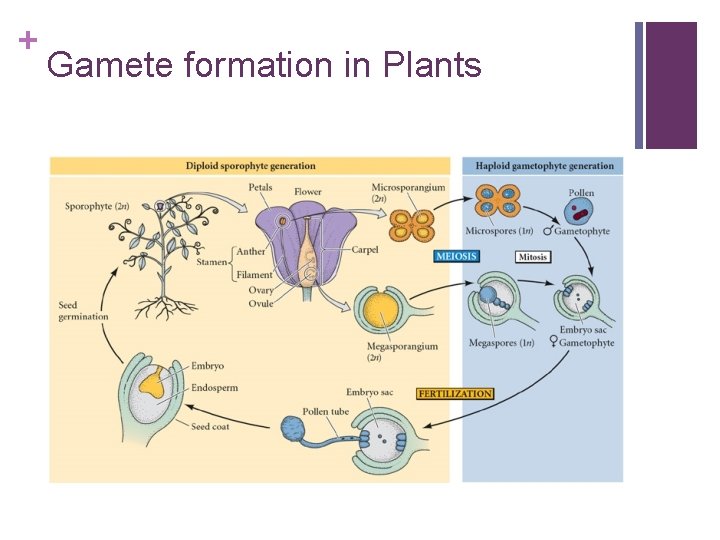 + Gamete formation in Plants 