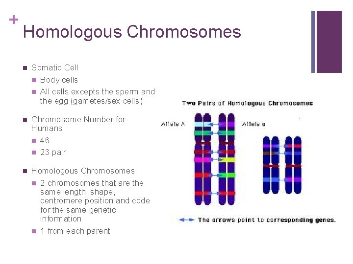 + Homologous Chromosomes n Somatic Cell n Body cells n All cells excepts the