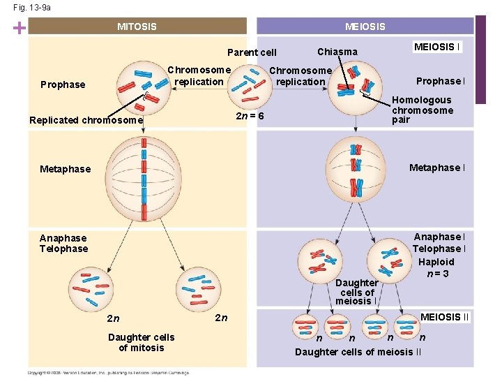 Fig. 13 -9 a + MITOSIS MEIOSIS Parent cell Chromosome replication Prophase Chiasma Chromosome