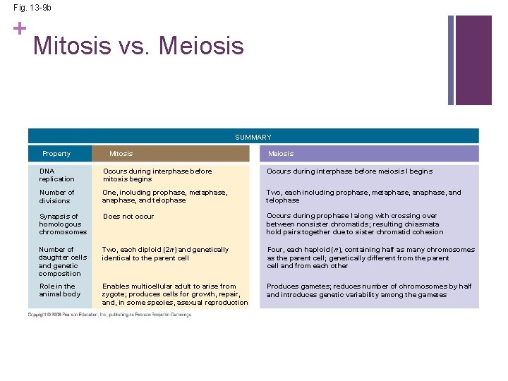 Fig. 13 -9 b + Mitosis vs. Meiosis SUMMARY Property Mitosis Meiosis DNA replication