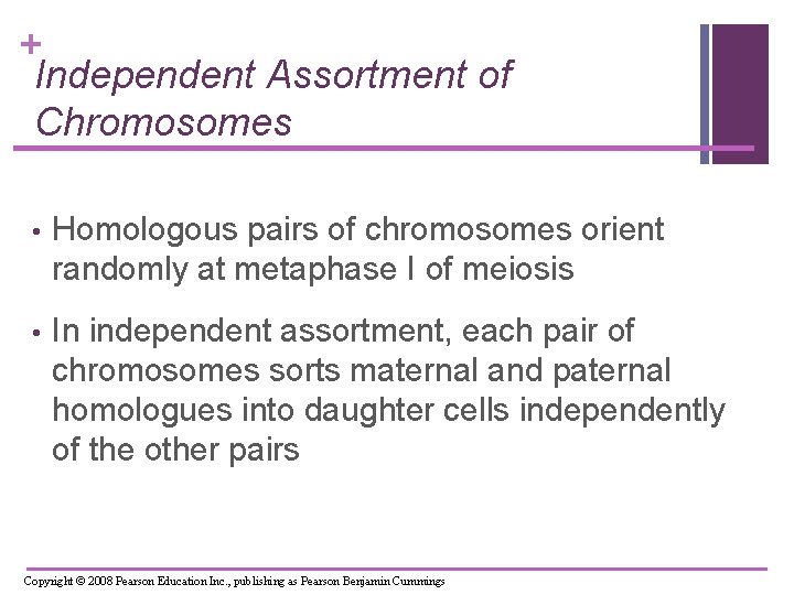 + Independent Assortment of Chromosomes • Homologous pairs of chromosomes orient randomly at metaphase