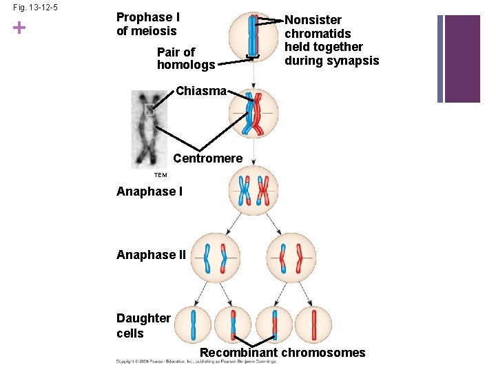Fig. 13 -12 -5 + Prophase I of meiosis Pair of homologs Nonsister chromatids