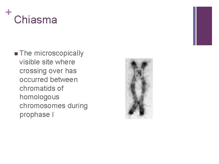 + Chiasma n The microscopically visible site where crossing over has occurred between chromatids