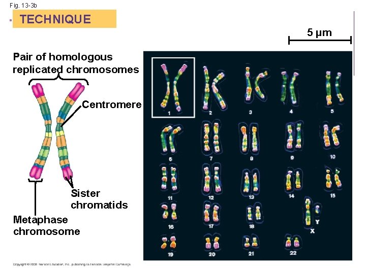 Fig. 13 -3 b +TECHNIQUE Pair of homologous replicated chromosomes Centromere Sister chromatids Metaphase
