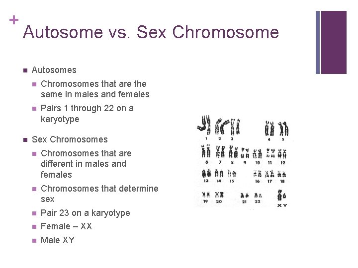 + Autosome vs. Sex Chromosome n n Autosomes n Chromosomes that are the same